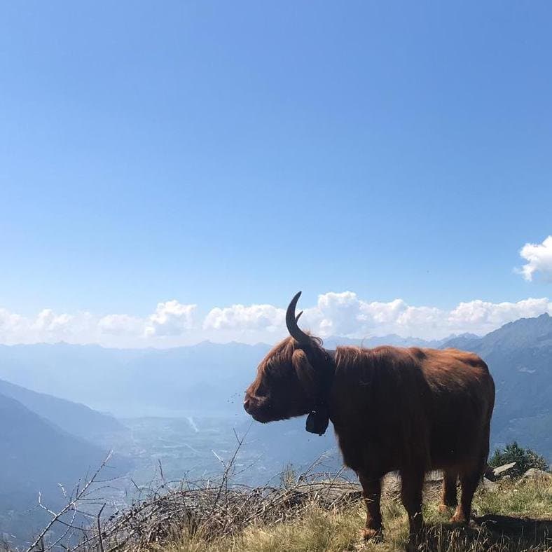 Panorama alpino della Valtellina